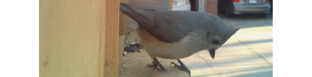 Paparazzi bird feeder feature image